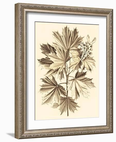 Sepia Munting Foliage V-Abraham Munting-Framed Art Print