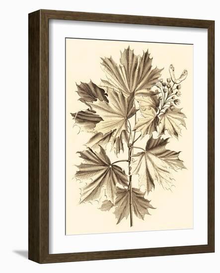 Sepia Munting Foliage V-Abraham Munting-Framed Art Print