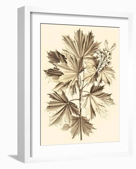 Sepia Munting Foliage V-Abraham Munting-Framed Art Print