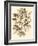 Sepia Munting Foliage V-Abraham Munting-Framed Art Print