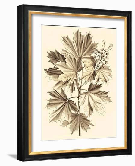 Sepia Munting Foliage V-Abraham Munting-Framed Art Print