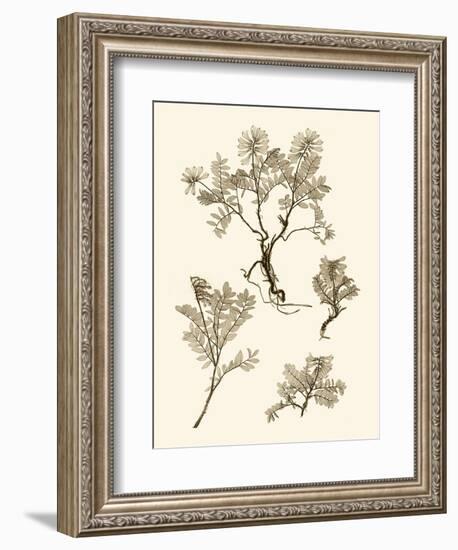 Sepia Nature Study II-Vision Studio-Framed Art Print