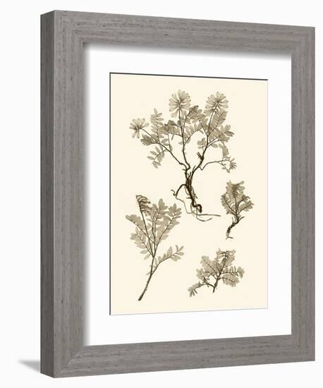 Sepia Nature Study II-Vision Studio-Framed Art Print