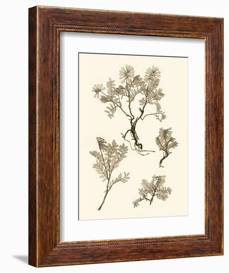 Sepia Nature Study II-Vision Studio-Framed Art Print