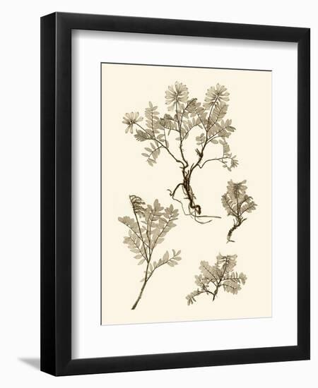 Sepia Nature Study II-Vision Studio-Framed Art Print