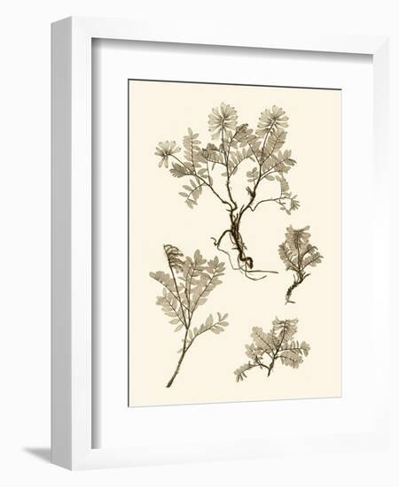 Sepia Nature Study II-Vision Studio-Framed Art Print