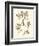 Sepia Nature Study II-Vision Studio-Framed Art Print