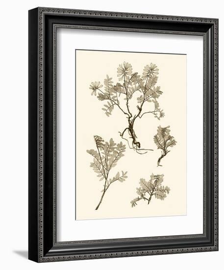 Sepia Nature Study II-Vision Studio-Framed Art Print