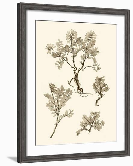 Sepia Nature Study II-Vision Studio-Framed Art Print