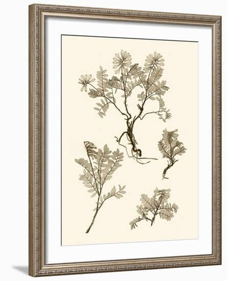 Sepia Nature Study II-Vision Studio-Framed Art Print