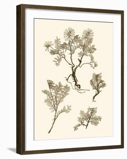 Sepia Nature Study II-Vision Studio-Framed Art Print