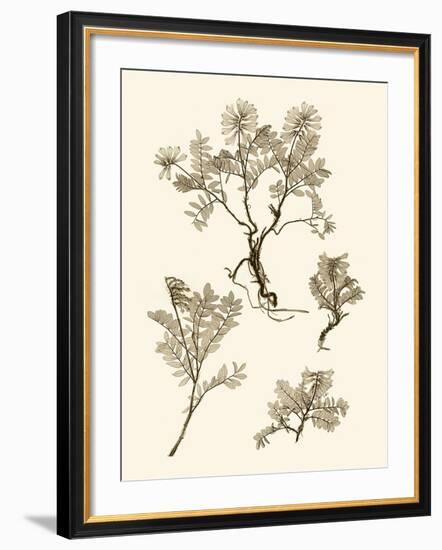 Sepia Nature Study II-Vision Studio-Framed Art Print