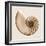 Sepia Nautilus 1-Albert Koetsier-Framed Art Print