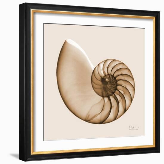 Sepia Nautilus 1-Albert Koetsier-Framed Art Print