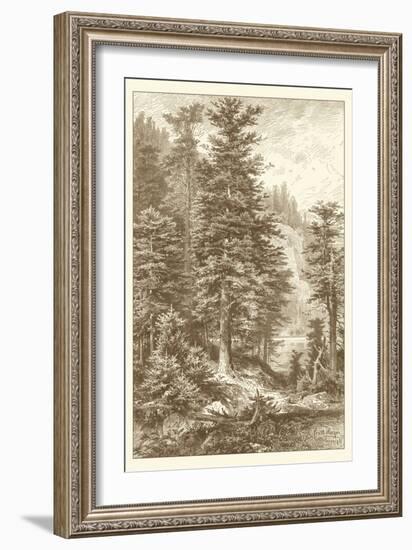 Sepia Noble Fir-Ernst Heyn-Framed Art Print