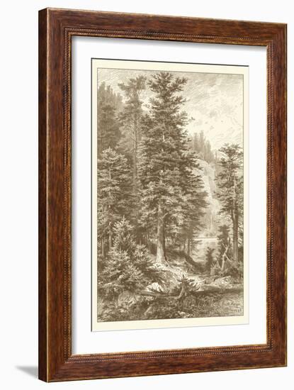 Sepia Noble Fir-Ernst Heyn-Framed Art Print