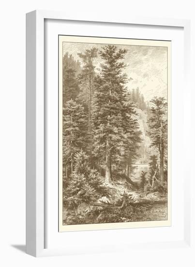 Sepia Noble Fir-Ernst Heyn-Framed Art Print