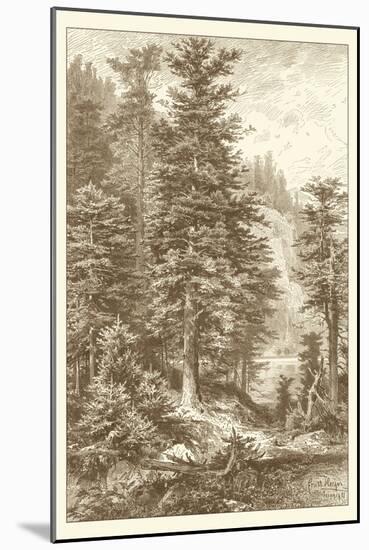 Sepia Noble Fir-Ernst Heyn-Mounted Art Print