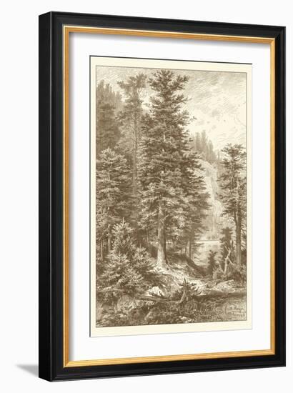 Sepia Noble Fir-Ernst Heyn-Framed Art Print