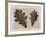 Sepia Oak Leaves-Cora Niele-Framed Photographic Print