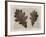 Sepia Oak Leaves-Cora Niele-Framed Photographic Print