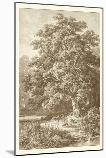 Sepia Oak Tree-Ernst Heyn-Mounted Art Print