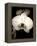 Sepia Orchid-Lydia Marano-Framed Premier Image Canvas