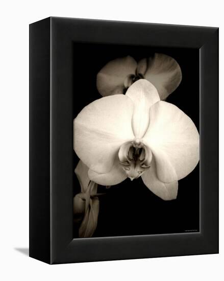 Sepia Orchid-Lydia Marano-Framed Premier Image Canvas