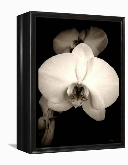 Sepia Orchid-Lydia Marano-Framed Premier Image Canvas