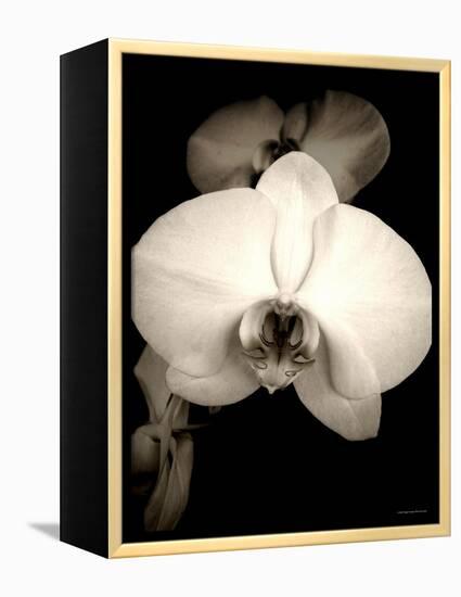 Sepia Orchid-Lydia Marano-Framed Premier Image Canvas