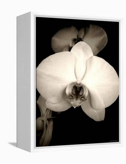 Sepia Orchid-Lydia Marano-Framed Premier Image Canvas