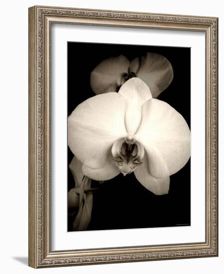 Sepia Orchid-Lydia Marano-Framed Photographic Print