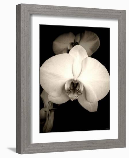 Sepia Orchid-Lydia Marano-Framed Photographic Print