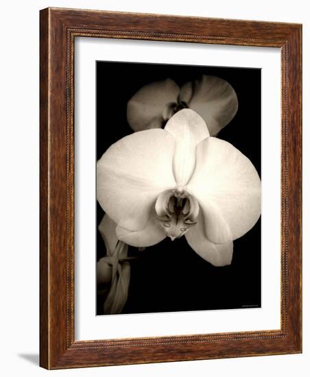 Sepia Orchid-Lydia Marano-Framed Photographic Print