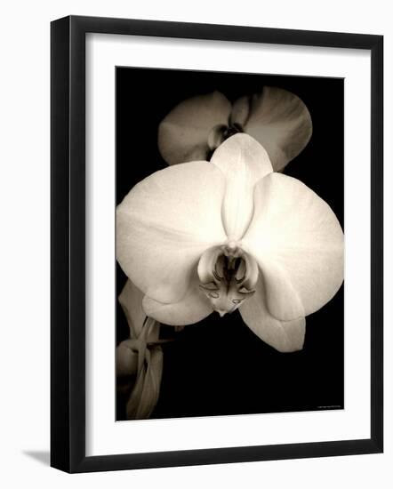 Sepia Orchid-Lydia Marano-Framed Photographic Print