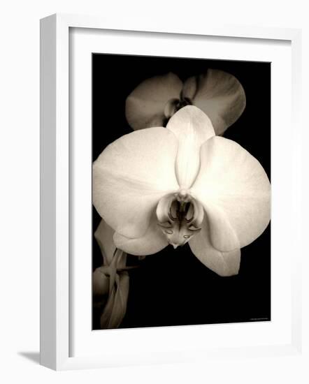 Sepia Orchid-Lydia Marano-Framed Photographic Print