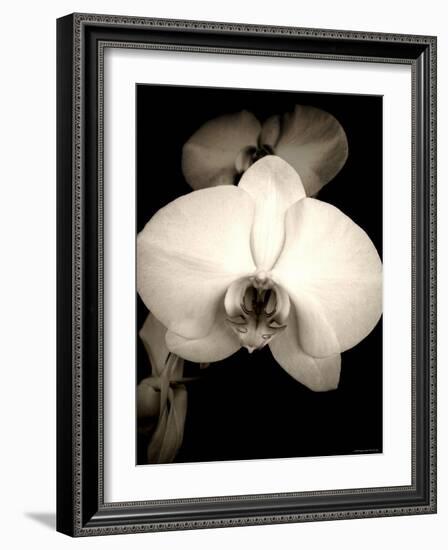 Sepia Orchid-Lydia Marano-Framed Photographic Print