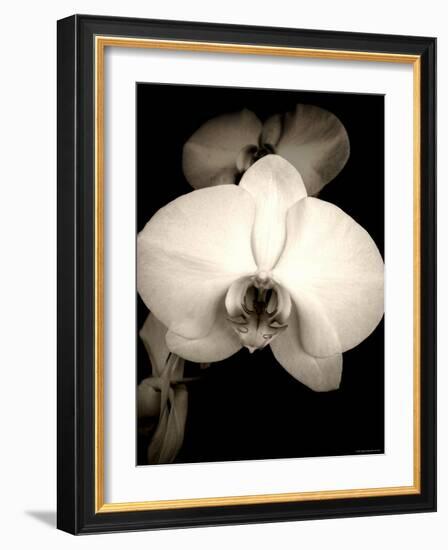 Sepia Orchid-Lydia Marano-Framed Photographic Print