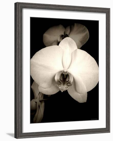 Sepia Orchid-Lydia Marano-Framed Photographic Print