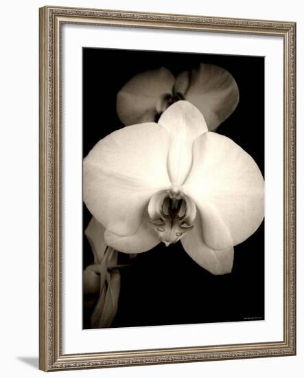 Sepia Orchid-Lydia Marano-Framed Photographic Print