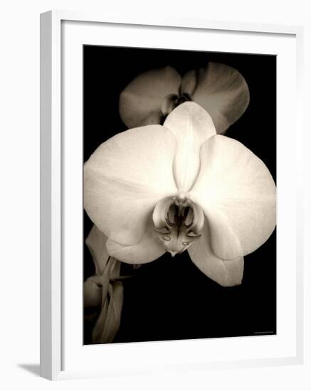 Sepia Orchid-Lydia Marano-Framed Photographic Print