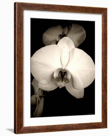 Sepia Orchid-Lydia Marano-Framed Photographic Print