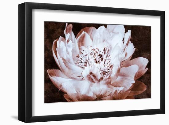 Sepia Peony II-Christine Zalewski-Framed Art Print