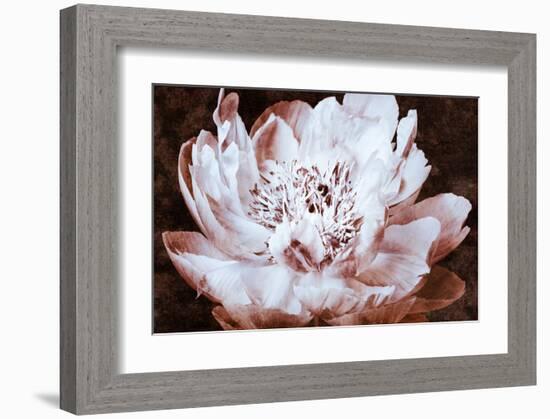 Sepia Peony II-Christine Zalewski-Framed Art Print