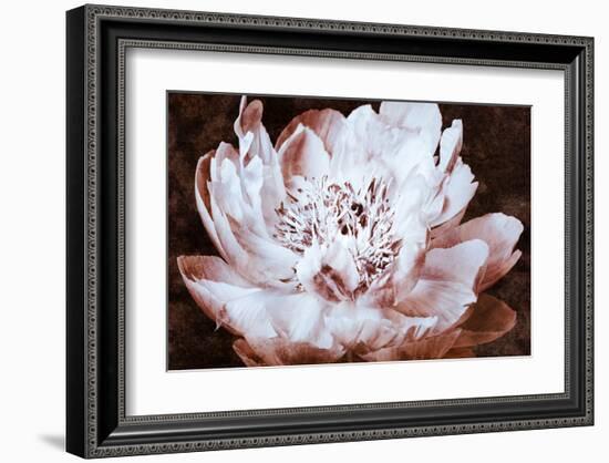 Sepia Peony II-Christine Zalewski-Framed Art Print