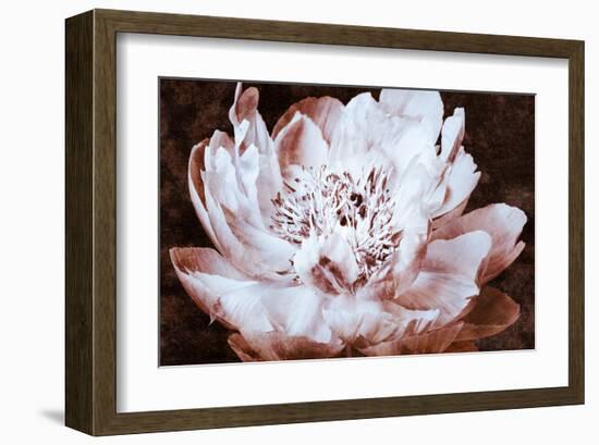 Sepia Peony II-Christine Zalewski-Framed Art Print