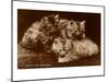 Sepia Photograph of Kittens-null-Mounted Art Print