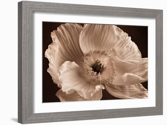 Sepia Poppy I-Cora Niele-Framed Photographic Print