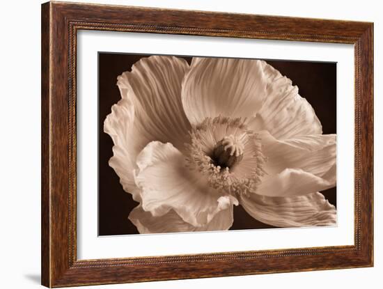 Sepia Poppy I-Cora Niele-Framed Photographic Print