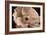 Sepia Poppy I-Cora Niele-Framed Photographic Print